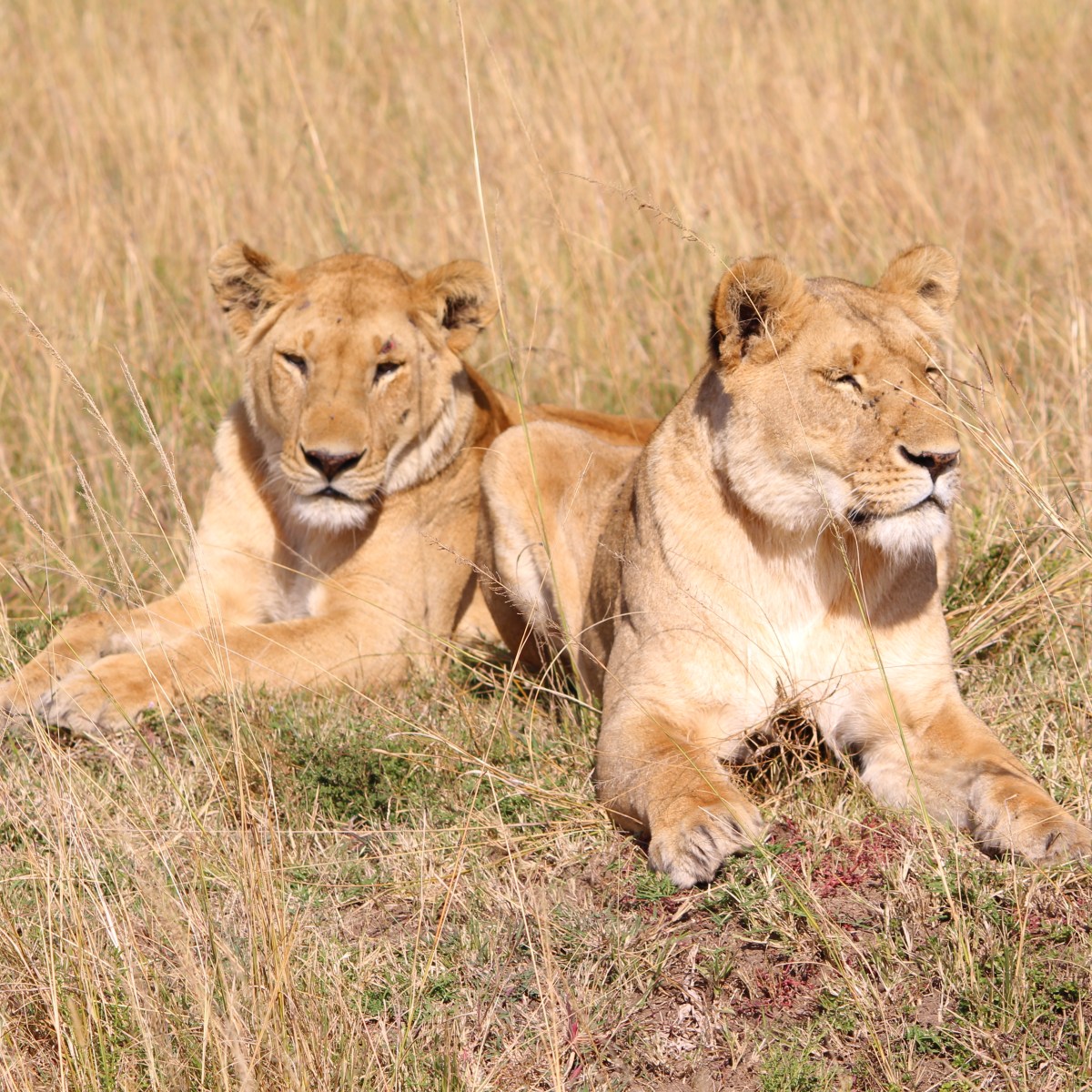 Kenya – Into the wild wonder