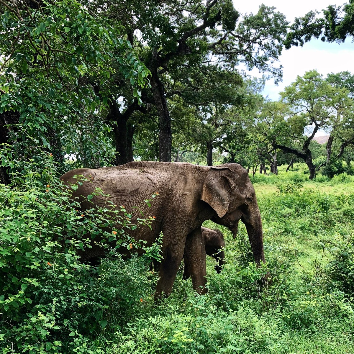 Sri Lanka – The Green Island